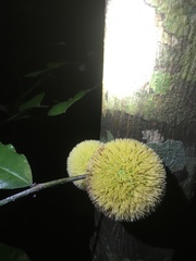 Artocarpus heterophyllus