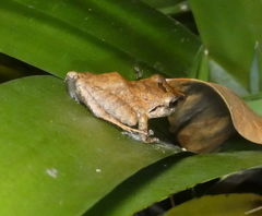 Pristimantis ramagii