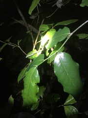 Artocarpus heterophyllus