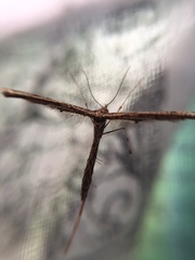 Platyptiliini