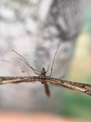 Platyptiliini