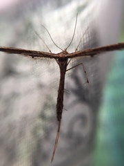 Platyptiliini