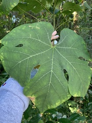 Firmiana