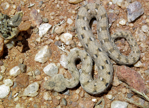Desert Mountain Adder