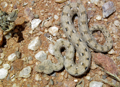 Bitis xeropaga