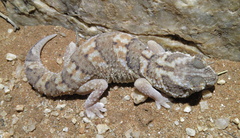 Chondrodactylus angulifer