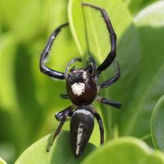Opisthoncus mordax