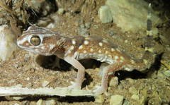Chondrodactylus angulifer
