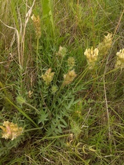 Oxytropis reverdattoi