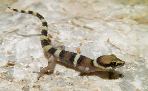Augrabies Gecko, Pachydactylus atorquatus