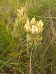 Oxytropis reverdattoi
