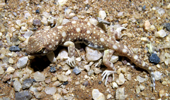 Ptenopus garrulus maculatus