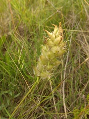Oxytropis reverdattoi