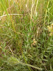 Oxytropis reverdattoi