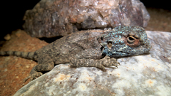 Agama anchietae