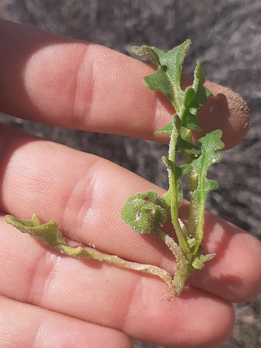 Image of Cleretum lyratifolium by (c) Brian du Preez, some rights reserved (CC BY-SA)