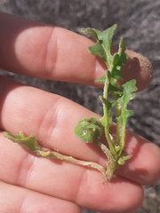 Cleretum lyratifolium