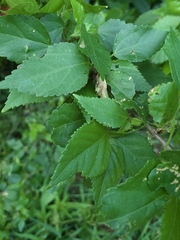 Acalypha glabrata