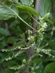 Acalypha glabrata