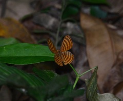 Zemeros emesoides