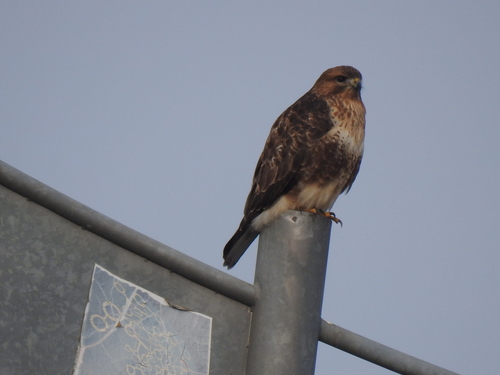 Eastern Buzzard