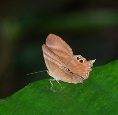 Abisara savitri