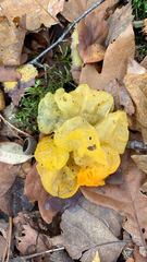 Tremella mesenterica