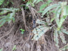 Trichonephila inaurata inaurata