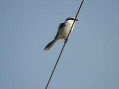 Lanius sphenocercus