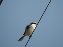 Lanius sphenocercus