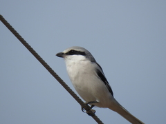 Lanius sphenocercus