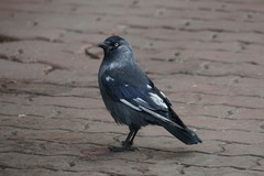 Corvus monedula