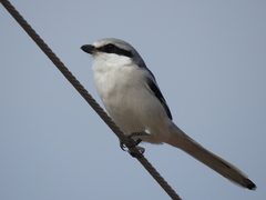 Lanius sphenocercus