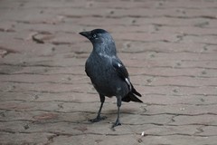 Corvus monedula