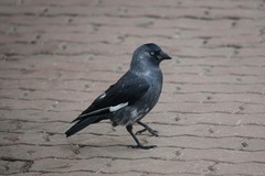 Corvus monedula