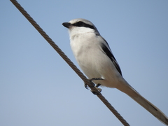 Lanius sphenocercus