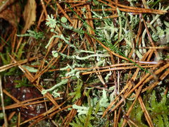 Cladonia rei