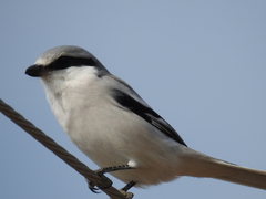 Lanius sphenocercus