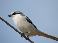 Lanius sphenocercus