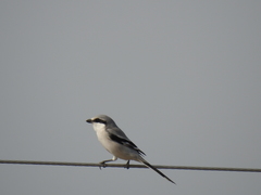 Lanius sphenocercus