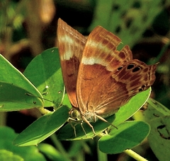 Abisara bifasciata suffusa