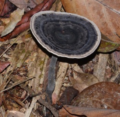 Sanguinoderma rugosum