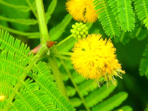 Boat-spine Acacia