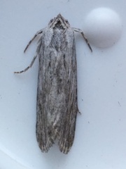 Catabena lineolata