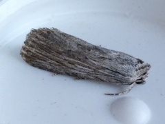 Catabena lineolata