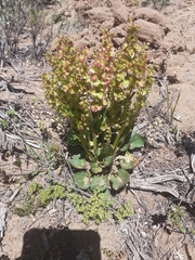 Rumex cordatus