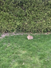 Sylvilagus floridanus