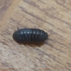 Armadillidium vulgare
