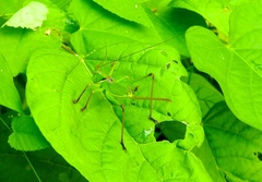 Neobarrettia sinaloae