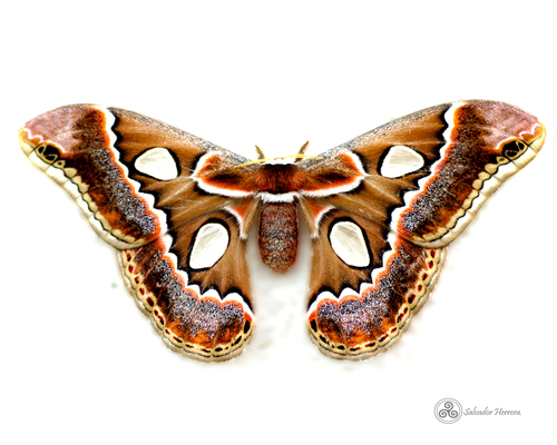 Cincta Silk Moth